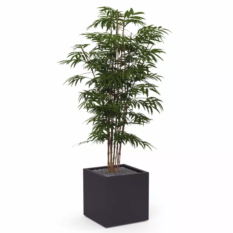 BAMBOU│POT H44cm│Total H175 cm│40x40CM