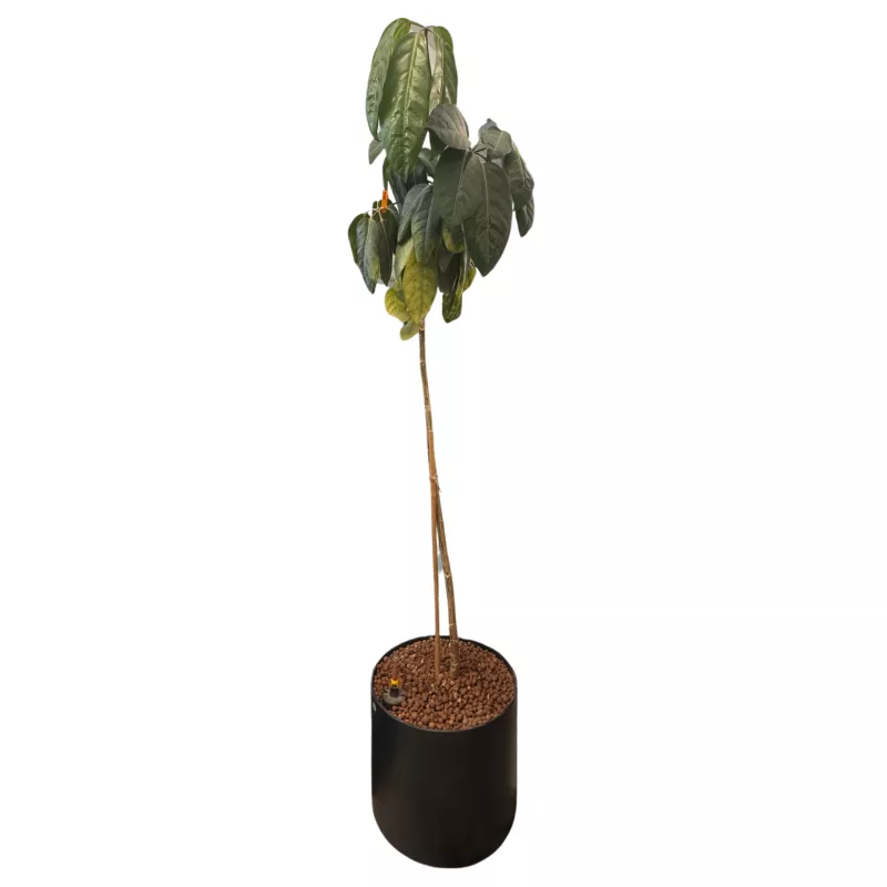 SCHEFFLERA│Plante d'intérieur ø 40 x H185 cm│Naturelle décorative