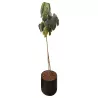 SCHEFFLERA│Plante d'intérieur ø 40 x H185 cm│Naturelle décorative