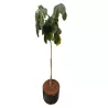 SCHEFFLERA│Plante d'intérieur ø 40 x H185 cm│Naturelle décorative